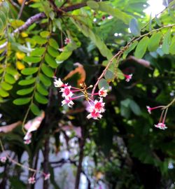 Close-up of flower tree