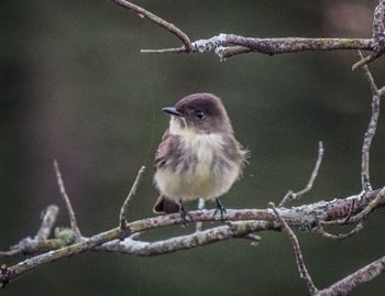 Close-up of bird perching on branch