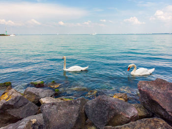 Birds on rock in sea against sky