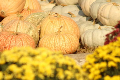 Close-up of pumpkins on autumn leaves