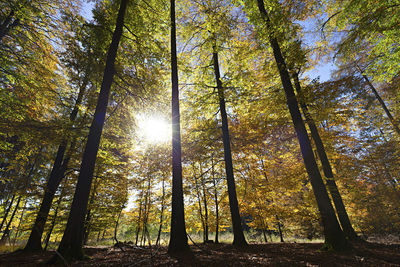 Low angle view of autumn trees in forest during sunny day