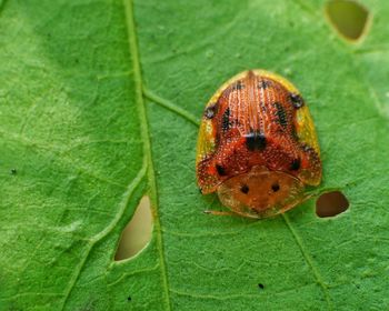 High angle view of insect on leaf