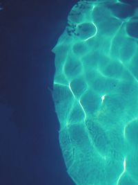 High angle view of jellyfish swimming in pool