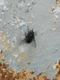 High angle view of fly on wall