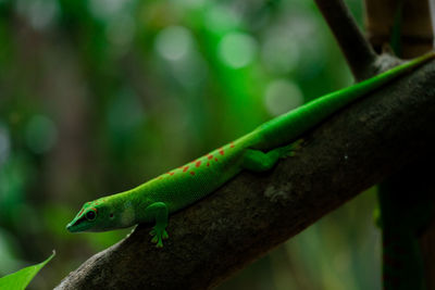 Close-up of lizard on tree