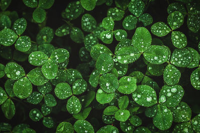 Dark green clover leaves wet with rain, moody clover background