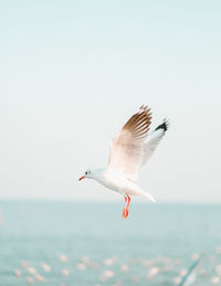 Seagull flying over sea against clear sky