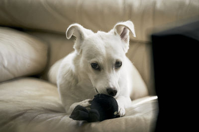 Close-up portrait of dog relaxing on bed at home