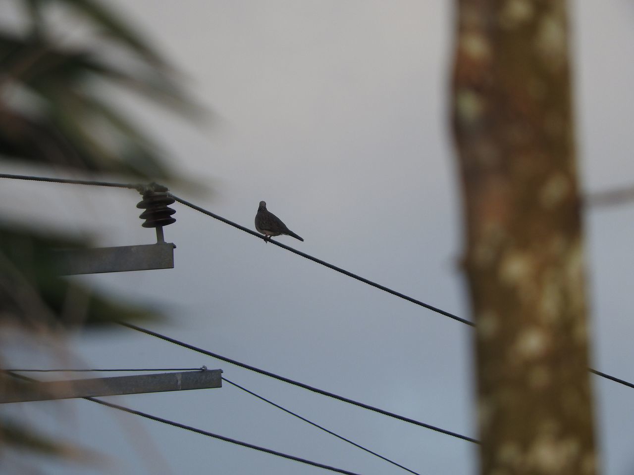 LOW ANGLE VIEW OF BIRD PERCHING ON CABLE AGAINST SKY