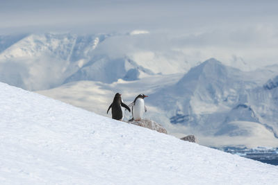 View of a horse on snowcapped mountain