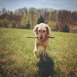 Dog standing on grassy field