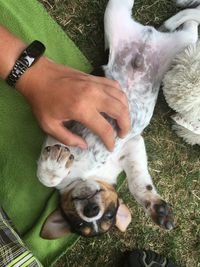 High angle view of hand holding cat