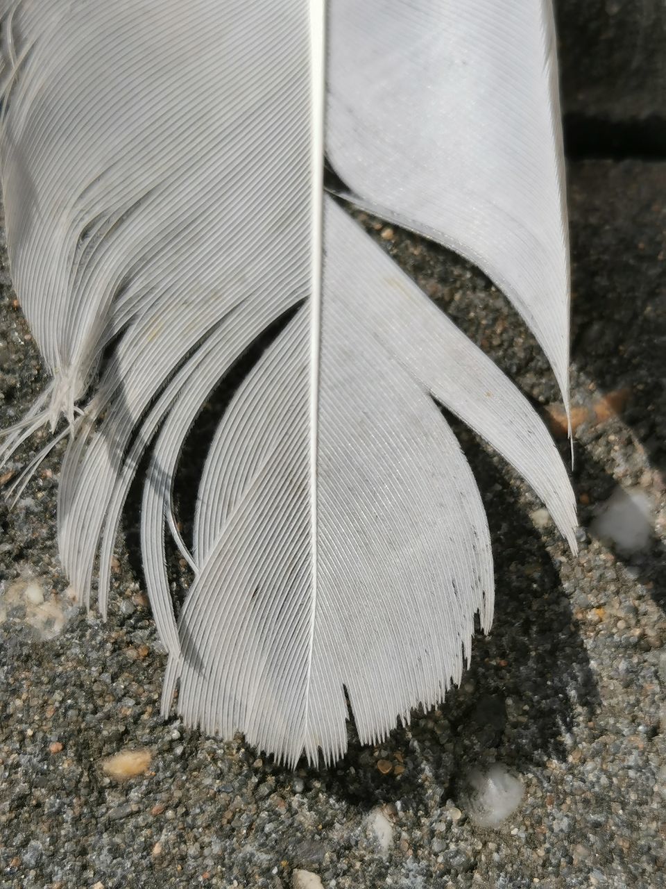 CLOSE-UP OF WHITE FEATHER ON THE LAND