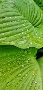 Full frame shot of wet leaves