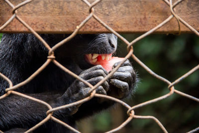 Close-up of monkey in cage