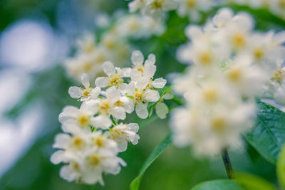 Beautiful white bird cherry flowers blossoming in the wild bush in spring.
