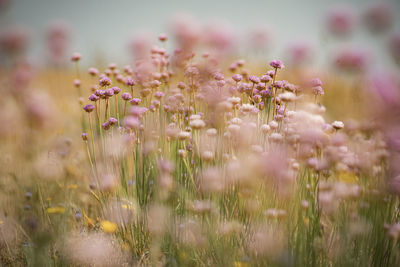 Close-up of purple flowering plants on field
