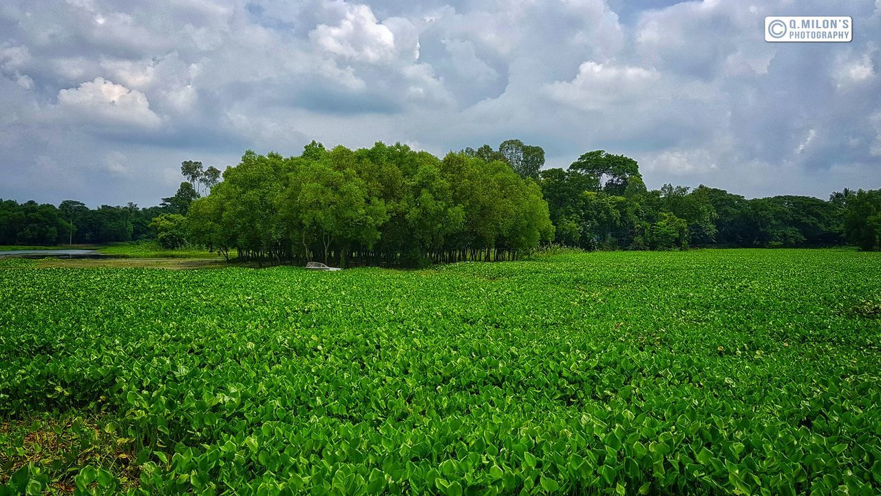 plant, green color, sky, tree, growth, cloud - sky, land, landscape, beauty in nature, field, environment, tranquil scene, nature, tranquility, scenics - nature, day, no people, grass, rural scene, agriculture, outdoors, plantation