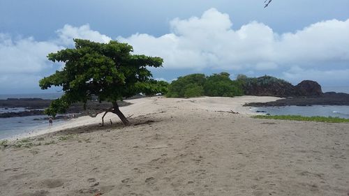 Trees on beach against sky