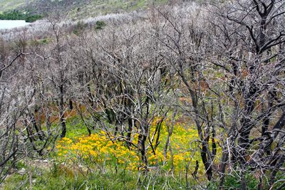 Scenic view of trees