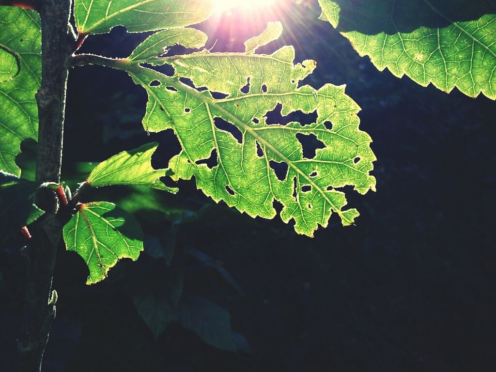 leaf, green color, growth, leaf vein, plant, nature, close-up, sunlight, tranquility, leaves, beauty in nature, focus on foreground, day, outdoors, no people, green, freshness, growing, natural pattern, forest