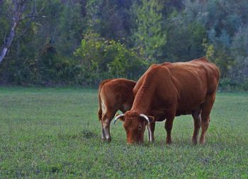 Cow grazing in a field