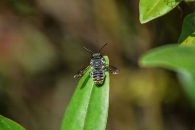 Close-up of insect on leaf