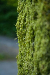 Close-up of moss growing on field