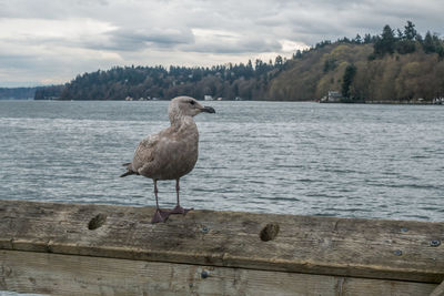 Bird perching on tree by lake against sky