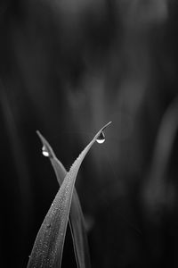 Close-up of raindrops on plant