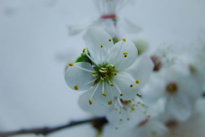 Close-up of white cherry blossom on tree