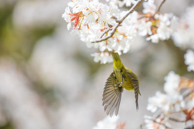 Close-up of bee pollinating on flower