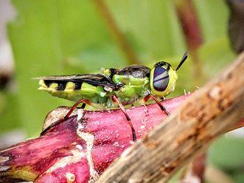 Close-up of insect on leaf