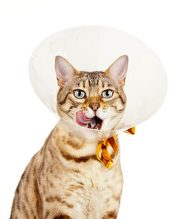 Close-up portrait of a cat against white background