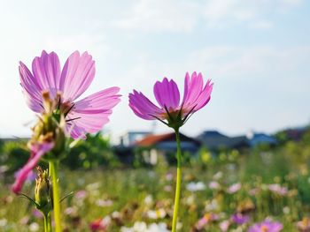 Close-up of pink flowering plants on field