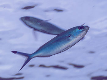 Close-up of fish in water