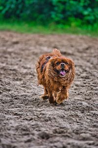 Portrait of dog on field