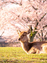 Portrait of a cat on field