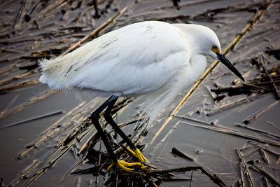 Close-up of bird perching on a lake