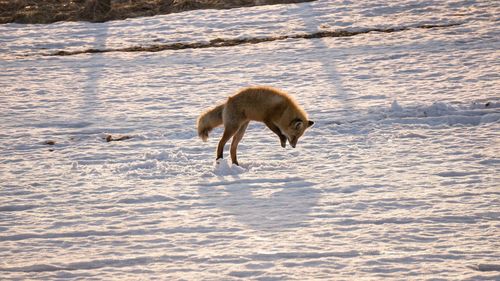 Fox jumping on snow covered field during winter