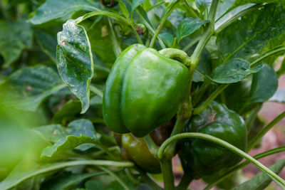 Close-up of green paprika on plant