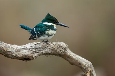 Close-up of bird perching on branch