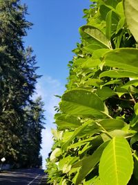 Low angle view of tree against sky