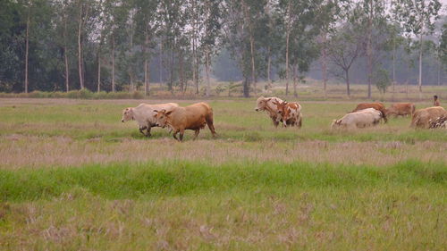 Horses in a field