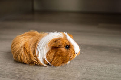 A guinea pig with a long coat sits on the floor