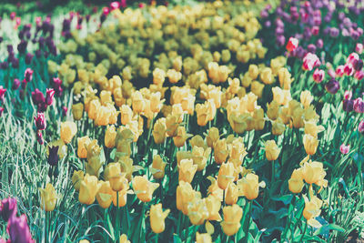 flowering plant