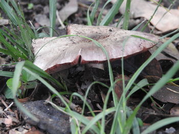 High angle view of mushroom growing on field