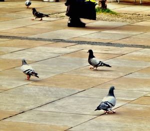 Pigeon perching on wall