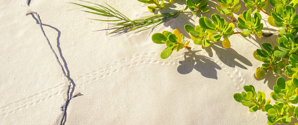 Shadow of tree on sand