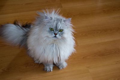 High angle portrait of a cat on hardwood floor